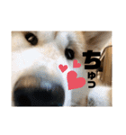 秋田犬のこてつ（個別スタンプ：6）