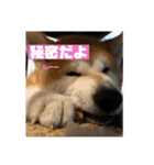 秋田犬のこてつ（個別スタンプ：8）