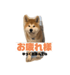 秋田犬のこてつ（個別スタンプ：9）