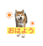 秋田犬のこてつ（個別スタンプ：10）