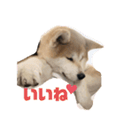 秋田犬のこてつ（個別スタンプ：11）
