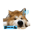 秋田犬のこてつ（個別スタンプ：12）