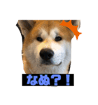 秋田犬のこてつ（個別スタンプ：13）