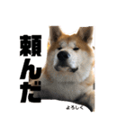 秋田犬のこてつ（個別スタンプ：14）
