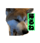 秋田犬のこてつ（個別スタンプ：15）