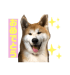 秋田犬のこてつ（個別スタンプ：16）