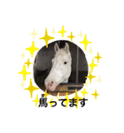 フランスの乗馬クラブの馬（個別スタンプ：2）