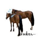 フランスの乗馬クラブの馬（個別スタンプ：3）