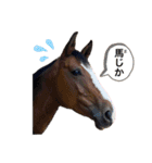 フランスの乗馬クラブの馬（個別スタンプ：4）