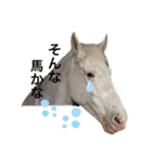 フランスの乗馬クラブの馬（個別スタンプ：6）