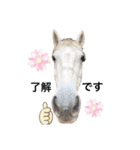 フランスの乗馬クラブの馬（個別スタンプ：8）