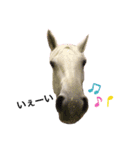 フランスの乗馬クラブの馬（個別スタンプ：10）
