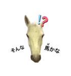 フランスの乗馬クラブの馬（個別スタンプ：12）