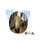 フランスの乗馬クラブの馬（個別スタンプ：14）