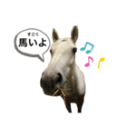フランスの乗馬クラブの馬（個別スタンプ：15）
