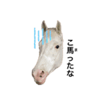 フランスの乗馬クラブの馬（個別スタンプ：16）