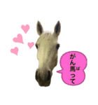 フランスの乗馬クラブの馬（個別スタンプ：17）