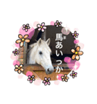フランスの乗馬クラブの馬（個別スタンプ：18）