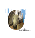 フランスの乗馬クラブの馬（個別スタンプ：19）