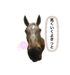 フランスの乗馬クラブの馬（個別スタンプ：24）