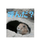 動物まみれ(再販)（個別スタンプ：29）