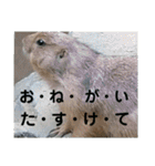 動物まみれ(再販)（個別スタンプ：34）