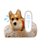 愛犬チャオズ（個別スタンプ：1）