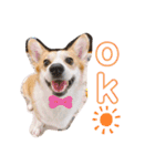 愛犬チャオズ（個別スタンプ：3）