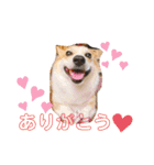 愛犬チャオズ（個別スタンプ：4）
