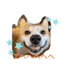 愛犬チャオズ（個別スタンプ：5）