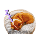 愛犬チャオズ（個別スタンプ：6）