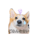 愛犬チャオズ（個別スタンプ：7）