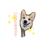 愛犬チャオズ（個別スタンプ：8）