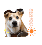 愛犬チャオズ（個別スタンプ：9）