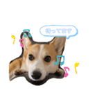 愛犬チャオズ（個別スタンプ：10）