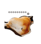 愛犬チャオズ（個別スタンプ：11）