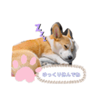 愛犬チャオズ（個別スタンプ：12）