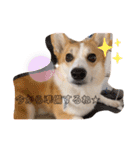 愛犬チャオズ（個別スタンプ：13）