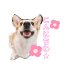 愛犬チャオズ（個別スタンプ：14）
