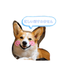愛犬チャオズ（個別スタンプ：15）