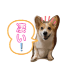 愛犬チャオズ（個別スタンプ：16）