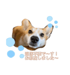 愛犬チャオズ（個別スタンプ：17）
