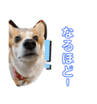 愛犬チャオズ（個別スタンプ：18）
