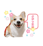 愛犬チャオズ（個別スタンプ：19）