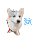愛犬チャオズ（個別スタンプ：20）