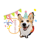 愛犬チャオズ（個別スタンプ：21）