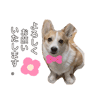 愛犬チャオズ（個別スタンプ：22）