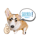 愛犬チャオズ（個別スタンプ：23）