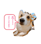 愛犬チャオズ（個別スタンプ：24）