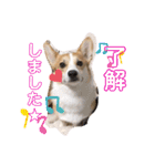 愛犬チャオズ（個別スタンプ：25）